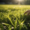 Maintaining a Lush Lawn Without Inviting Unwanted Pests