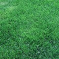 What is organic lawn care?