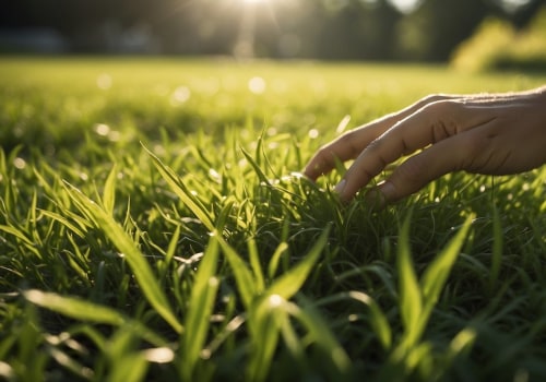 Maintaining a Lush Lawn Without Inviting Unwanted Pests