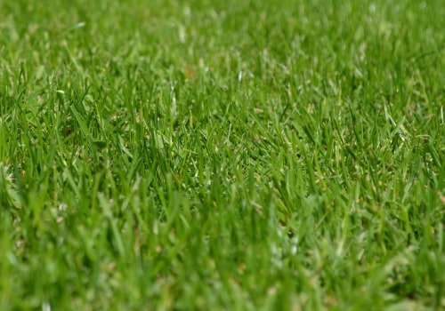 Expert Lawn Care and Gartenpflege in Rapperswil-Jona