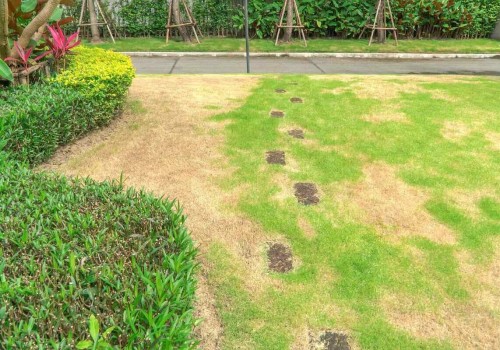 Why Cleaning Services Notice Lawn Problems Before Homeowners Do